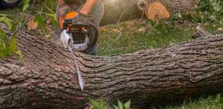 Best Tree Preservation Services  in USA